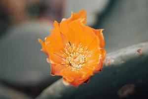 Mexicaans cactus oranje bloem van opuntia met copyspace foto