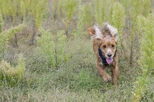 puppy hond cocker spaniel foto