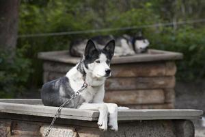 slee hond terwijl resting foto