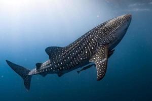 walvis haai komt eraan naar u onderwater- dichtbij omhoog portret foto