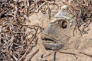 dood vis gedekt door zand foto