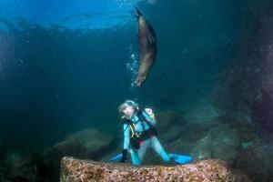 zee leeuw zegel komt eraan naar blond duiker meisje onderwater- foto