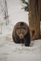 een zwart beer bruin grizzly in de sneeuw achtergrond foto