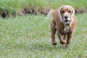 Engels puppy cocker spaniel Aan de gras achtergrond foto