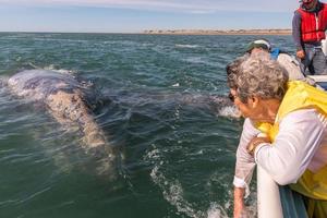 Alfredo lopez mateos - Mexico - februari, 5 2015 - grijs walvis naderen een boot foto