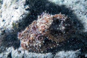 Octopus Aan zand van nacht duiken foto