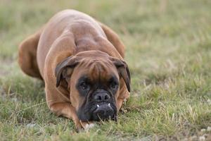 hond bokser jong puppy terwijl zittend Aan groen gras foto