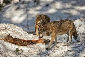 grijs wolf Aan de sneeuw achtergrond foto