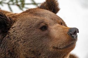 bruin beer Aan de sneeuw achtergrond foto