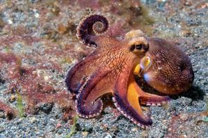 kokosnoot Octopus onderwater- macro portret Aan zand foto