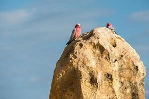 Australië cacatua galahs close-up portret foto