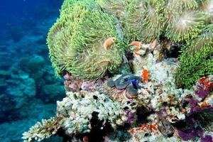 clown vis binnen groen anemoon Aan rif achtergrond foto