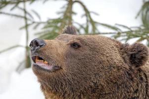 beer bruin grizzly portret in de sneeuw foto
