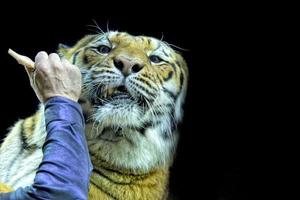 tijger klaar naar aanval op zoek Bij u Aan zwart achtergrond foto