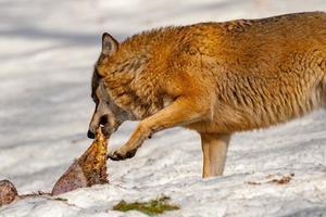 wolf aan het eten in de sneeuw foto