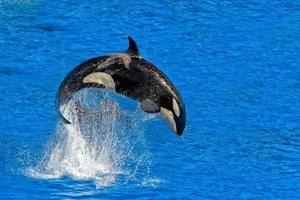 orka moordenaar walvis terwijl jumping foto