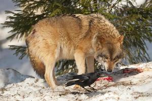 grijs wolf Aan de sneeuw achtergrond foto