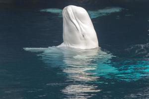 beluga walvis wit dolfijn portret foto