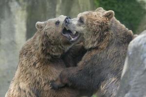 twee zwart grizzly bears terwijl vechten foto