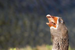 de gans isoleerde dicht omhoog portret foto