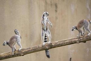 lemur aap dichtbij omhoog portret foto