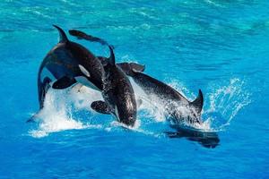 orka moordenaar walvis terwijl jumping foto