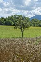 volwassen graan tarwe veld- foto