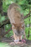 grijs wolf aan het eten in Woud achtergrond foto