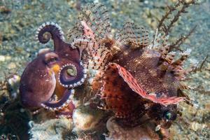 kokosnoot Octopus vechten tegen schorpioen vis foto