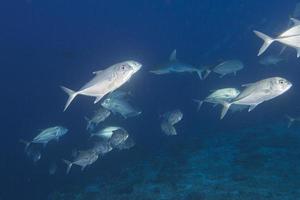 grijze haai kaken klaar om onder water aan te vallen close-up portret foto