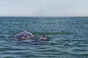 grijs walvis moeder en kalf foto