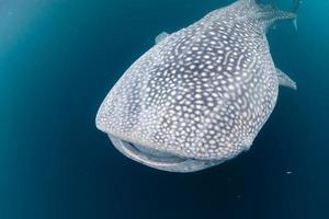 walvis haai dichtbij omhoog onderwater- portret foto