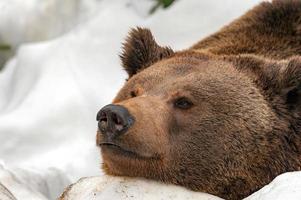 bruin beer Aan de sneeuw achtergrond foto