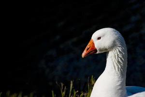 de gans isoleerde dicht omhoog portret foto