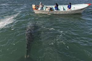 Alfredo lopez mateos - Mexico - februari, 5 2015 - grijs walvis naderen een boot foto