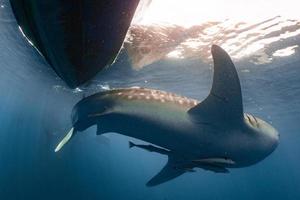 walvis haai komt eraan naar u onderwater- dichtbij omhoog portret foto