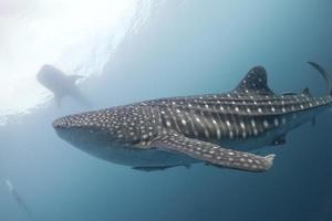 walvis haai dichtbij omhoog onderwater- portret foto