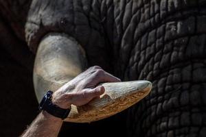 olifant ivoor slagtand dichtbij omhoog in Kruger park zuiden Afrika foto