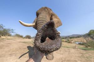 olifant romp dichtbij omhoog in Kruger park zuiden Afrika foto