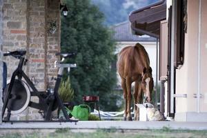 paard buiten de huis foto