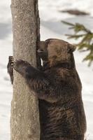 een zwart beer bruin grizzly in de sneeuw achtergrond foto