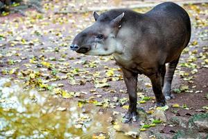 tapir portret terwijl op zoek Bij u foto
