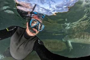 Florida lamantijn dichtbij omhoog portret naderen snorkelaar foto