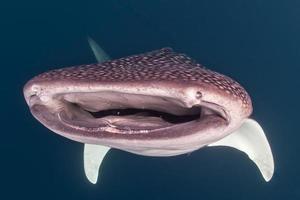 walvis haai dichtbij omhoog onderwater- portret foto