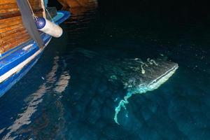 walvis haai dichtbij omhoog onderwater- portret Bij nacht foto