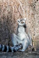 lemur aap terwijl op zoek Bij u foto