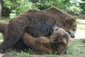 twee zwart grizzly bears terwijl vechten foto