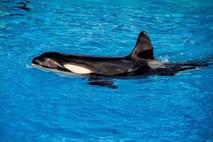 orka moordenaar walvis terwijl zwemmen foto