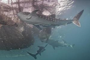 walvis haai onder visser visvangst platform in Papoea foto