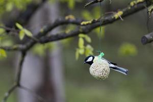 Super goed blauw tit foto